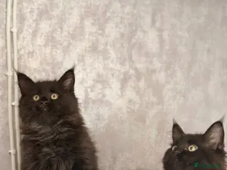 Maine Coon cats 🐈⬛ Maine Coon Kittens 2 Girls Left 🐈⬛ - Advert 4