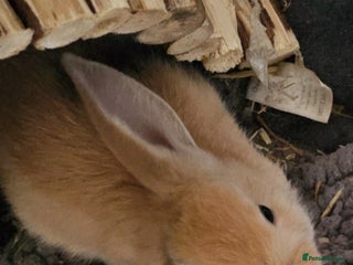 Harlequin rabbits 4 beautiful Harlequin bunnies looking for a new 🏡 - Advert 7