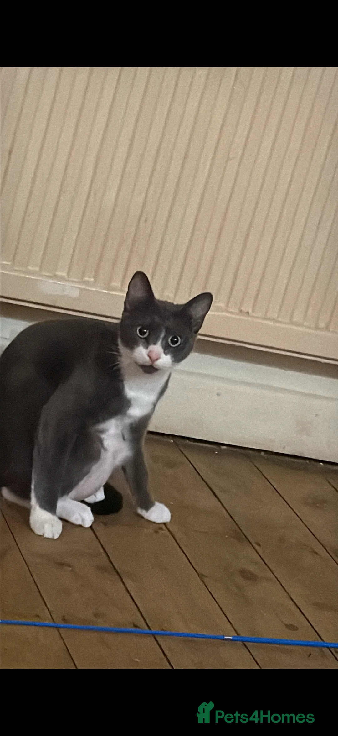 Mixed Breed cats for sale: 5 Kittens  - Advert 8