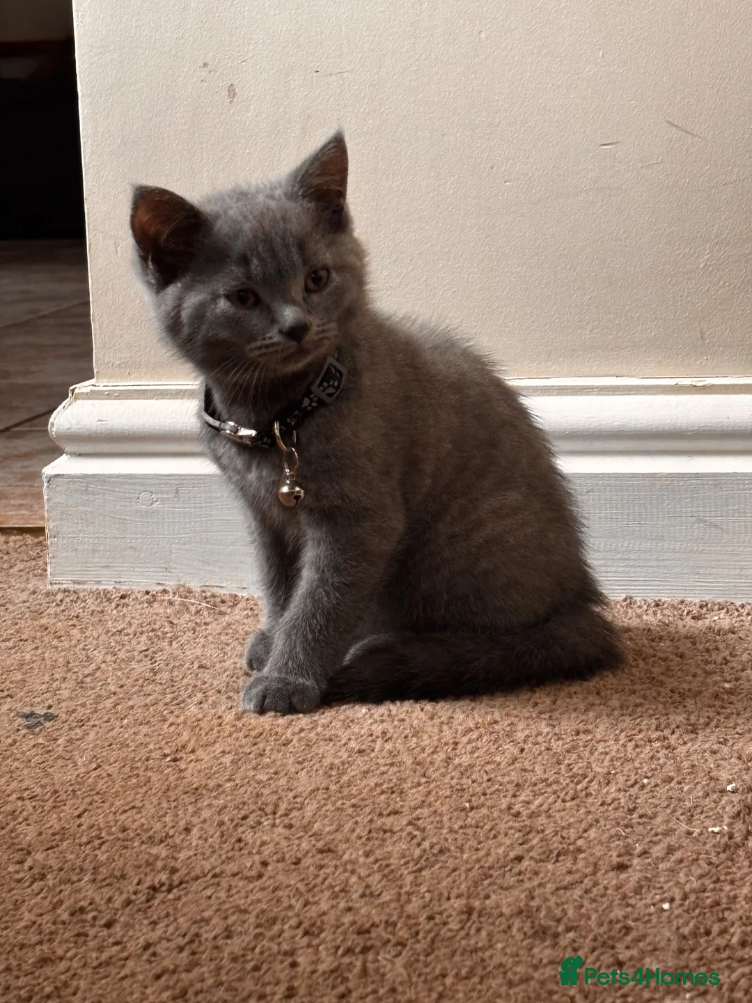British Shorthair cats for sale: 2 British short hair kittens  - Advert 4