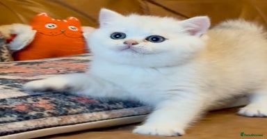 British Shorthair cats Pedigree British Shorthair kittens - Advert 7