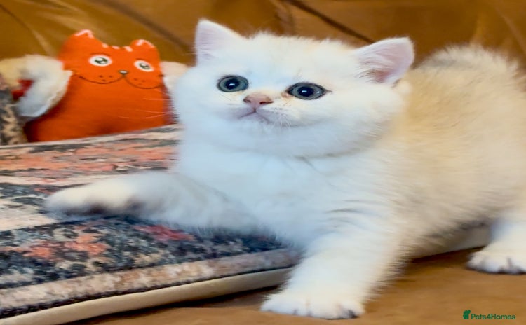 British Shorthair cats - Advert 1