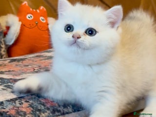 British Shorthair cats - Advert 2