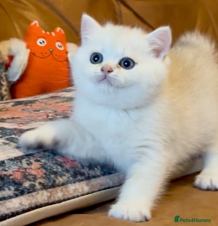 British Shorthair cats - Advert 9