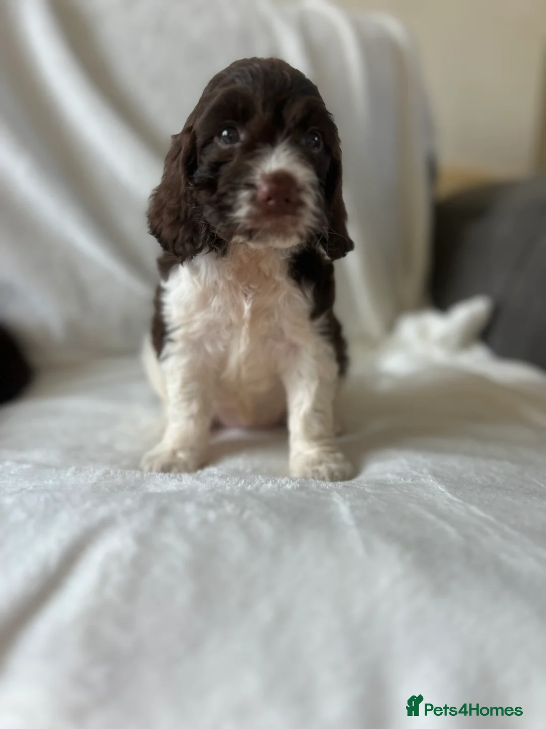 Cockapoo dogs for sale: beautiful cockapoo girl  - Advert 5
