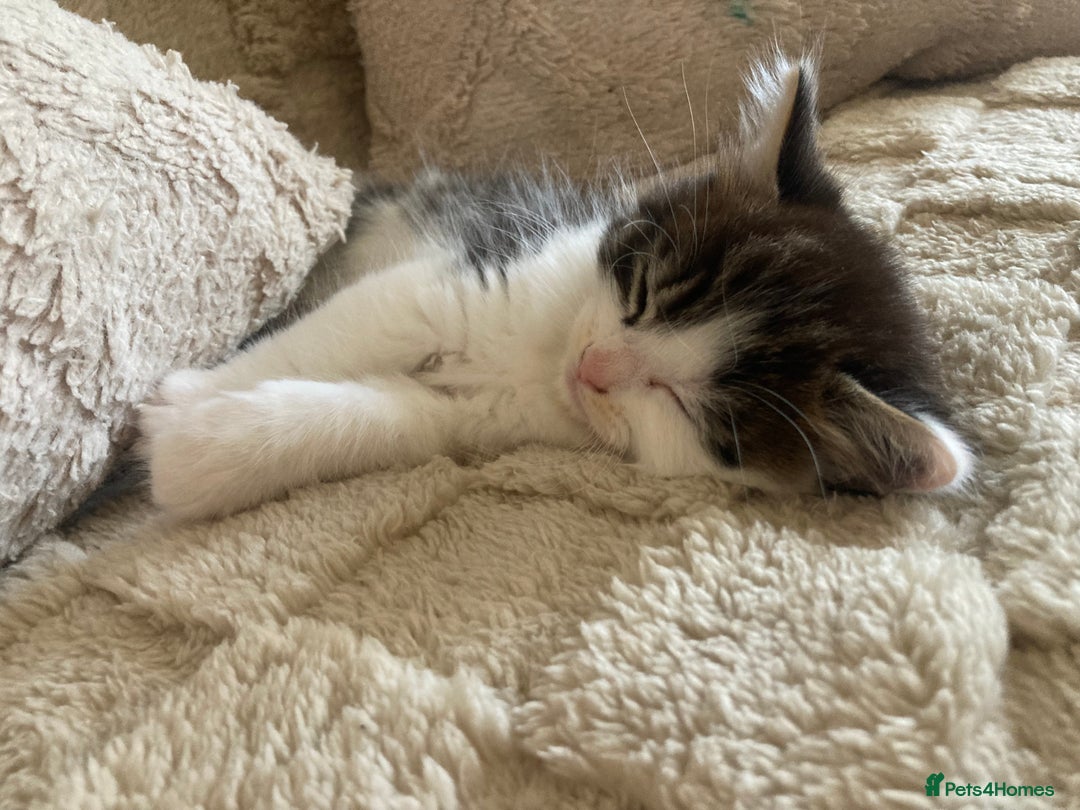 Mixed Breed cats for sale: Sweet Kittens  - Image 15