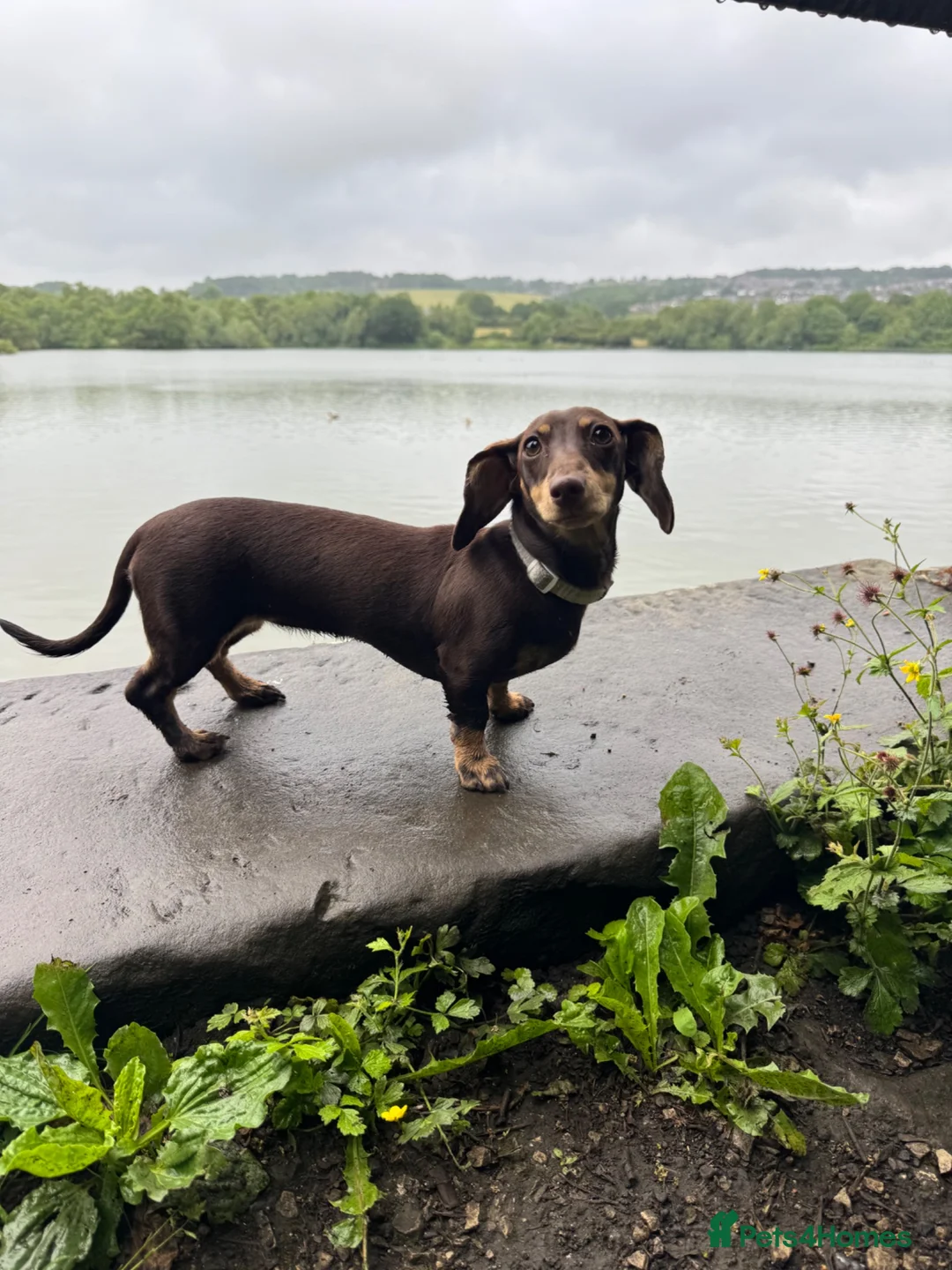 Miniature Dachshund dogs for sale: 7 months old female - Advert 2