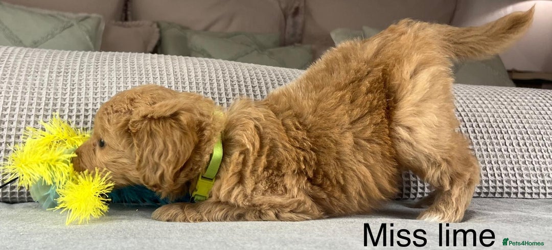 Goldendoodle dogs for sale: Hereditary clear mum. Fully hip elbow and DNA Dad. - Image 34