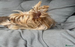 Yorkshire Terrier dogs for sale: Beautiful Chocolate Orange Yorkshire Terriers - Image 9