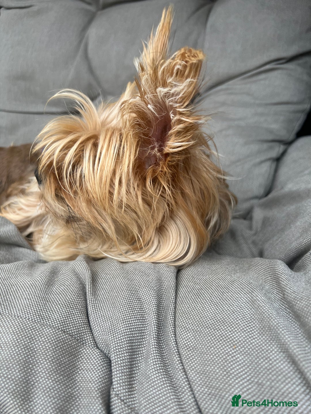 Yorkshire Terrier dogs for sale: Beautiful Chocolate Orange Yorkshire Terriers - Image 9