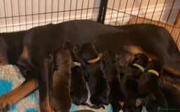 Dobermann dogs for sale: KC Registered Doberman Puppies 🐾🐾🐾 - Image 9