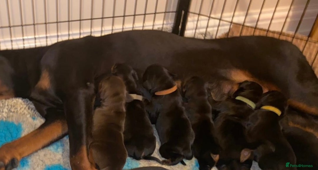 Dobermann dogs for sale: KC Registered Doberman Puppies 🐾🐾🐾 - Image 9