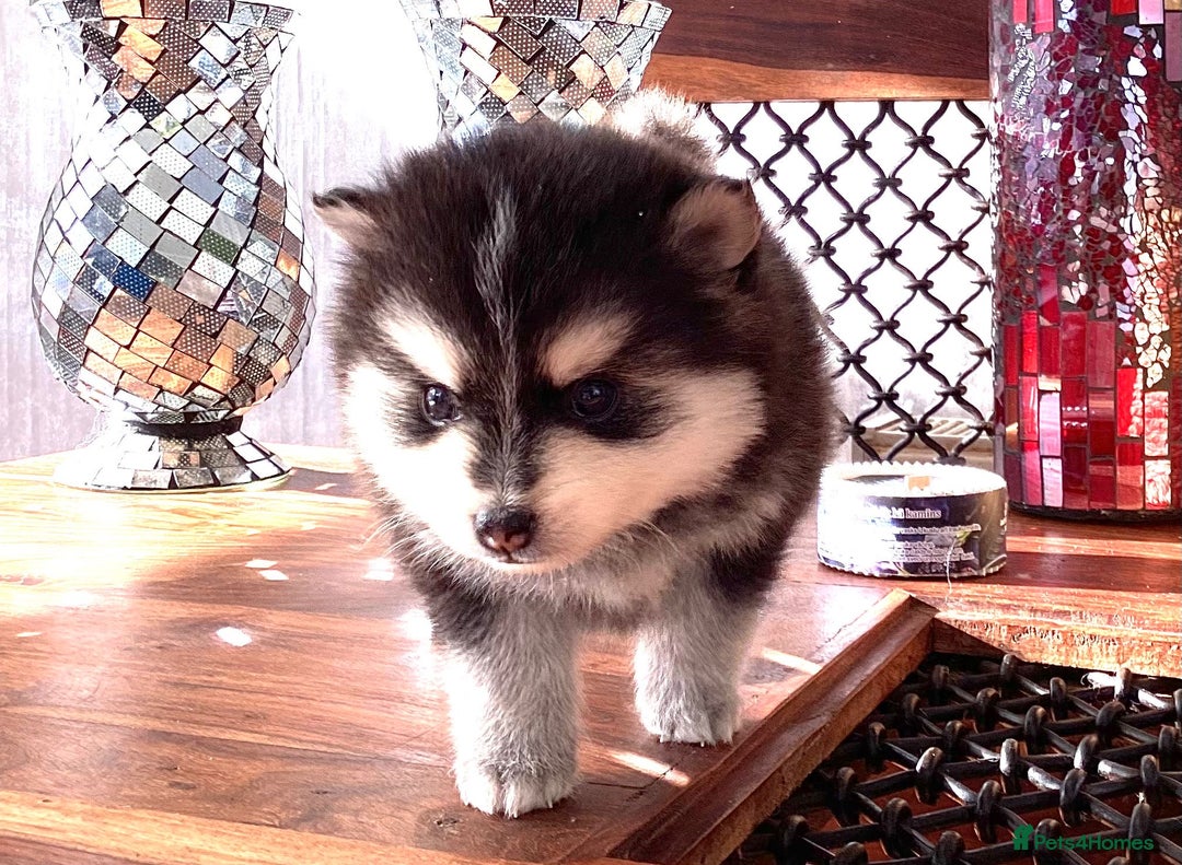 Pomsky dogs for sale: Very Tiny F4 Pomskys  - Image 37