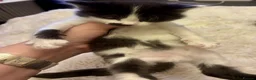 Turkish Angora cats for sale: Turkish angora kitten  in Sheffield - Advert 6