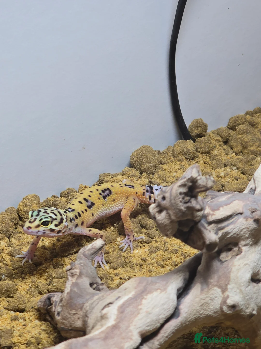 Mixed Breed reptiles for sale: Female Leopard gecko  - Advert 4