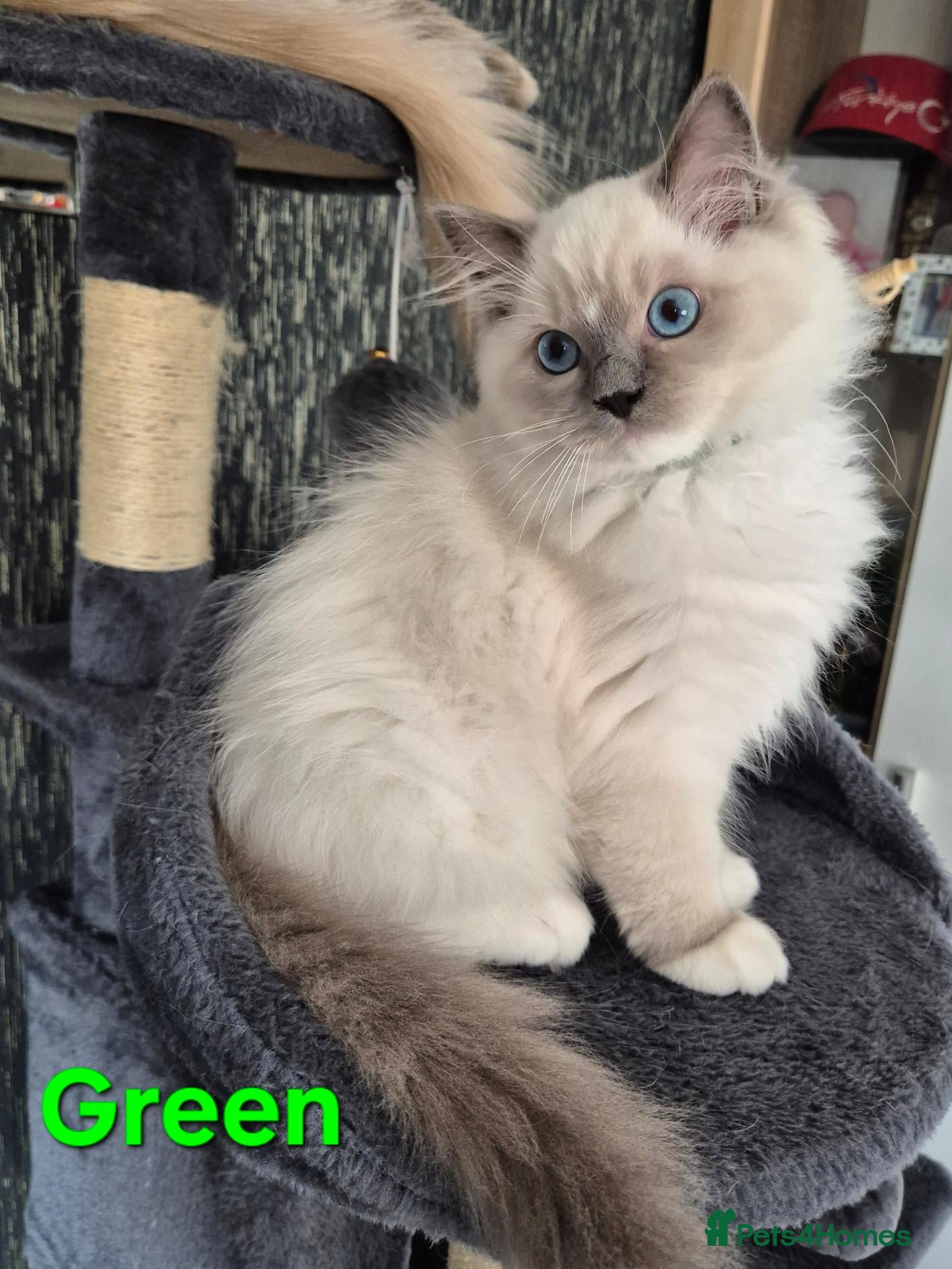 Ragdoll cats Ready TICA registered DNA Tested Ragdoll Kittens - Advert 1