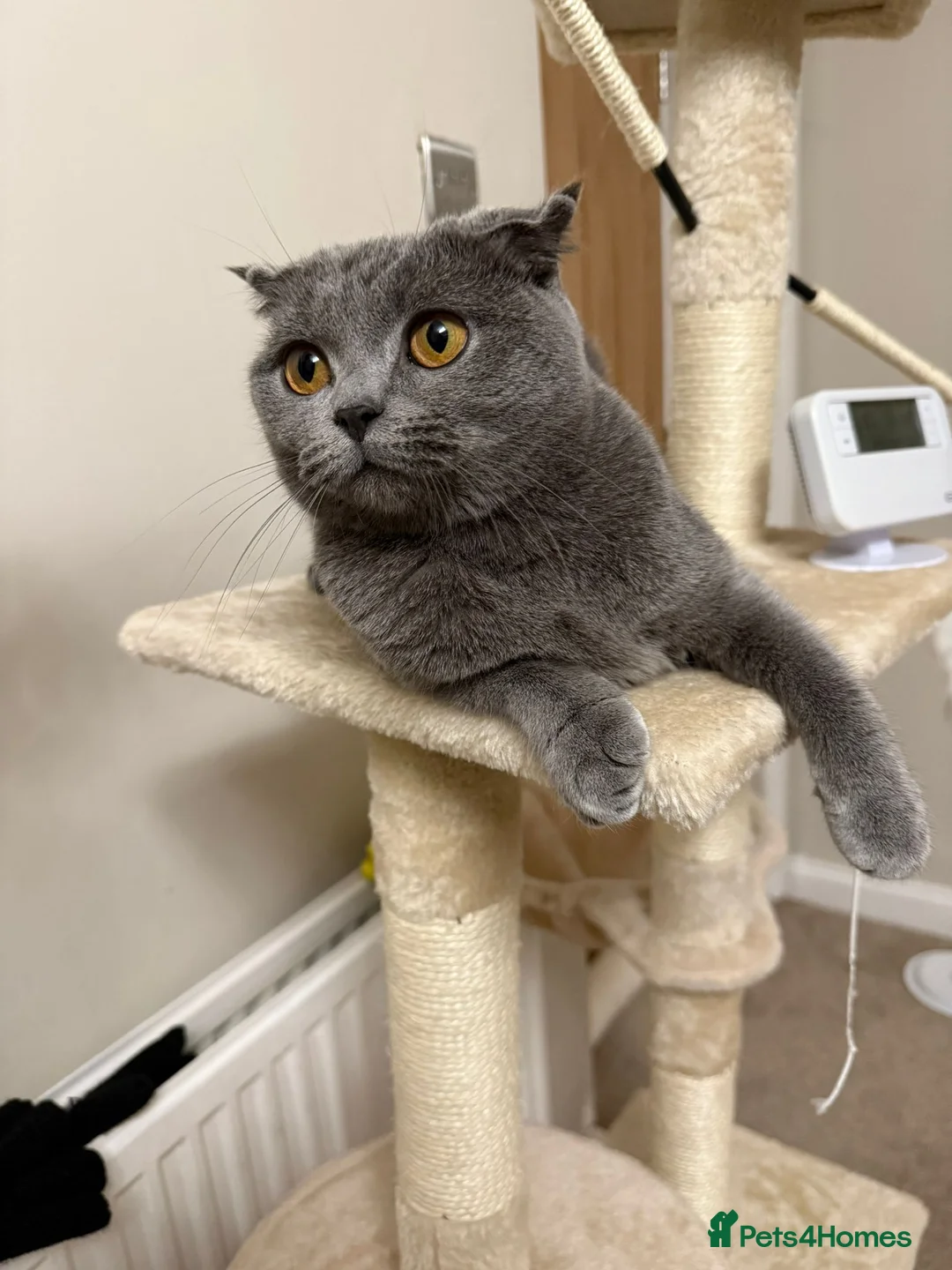 Scottish Fold cats for sale: Beautiful blue scottish fold 😍 - Advert 5