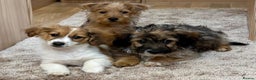 Jack Russell dogs for sale: Jack Russell Puppies… - Advert 23
