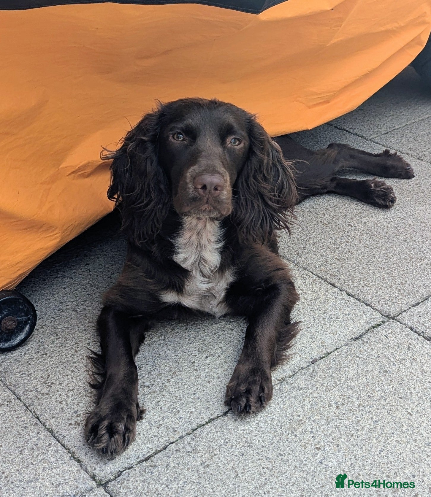Sprocker dogs for sale: Beautiful Sprocker Puppies  - Advert 11