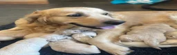 Golden Retriever dogs for sale: KC golden retriever pups health tested parents  - Advert 5