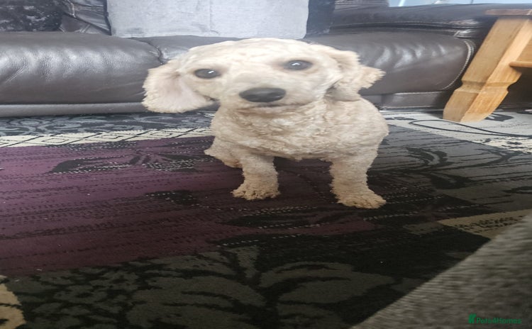 Cavapoochon dogs - Advert 1