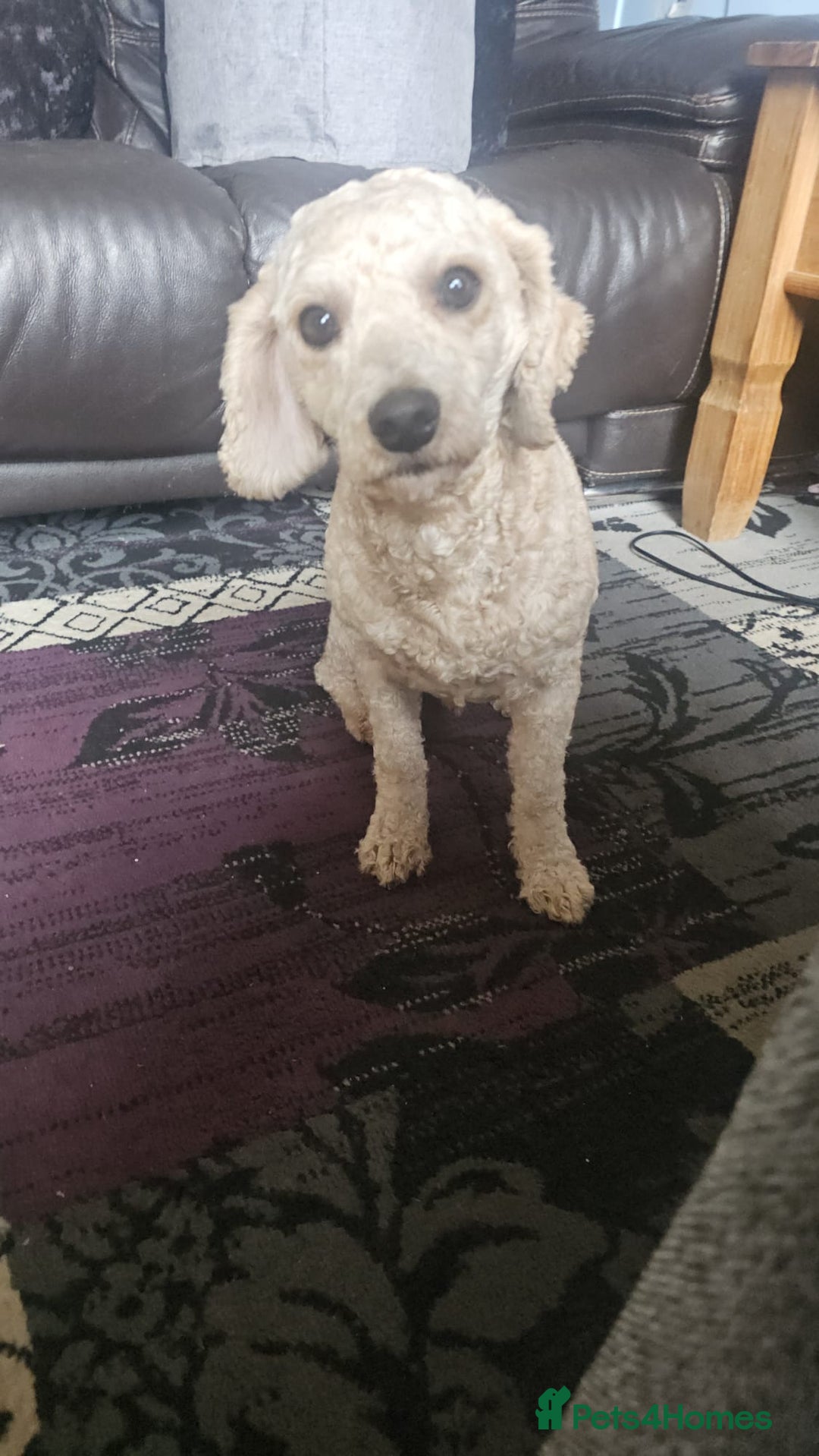 Cavapoochon dogs for sale: George 3 year old cavapoochon  - Image 1