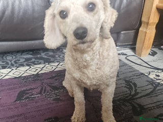 Cavapoochon dogs - Advert 1