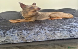 Chihuahua dogs for stud: KC Reg lilac Stunning Stud Boy in Bury Saint Edmunds - Image 17