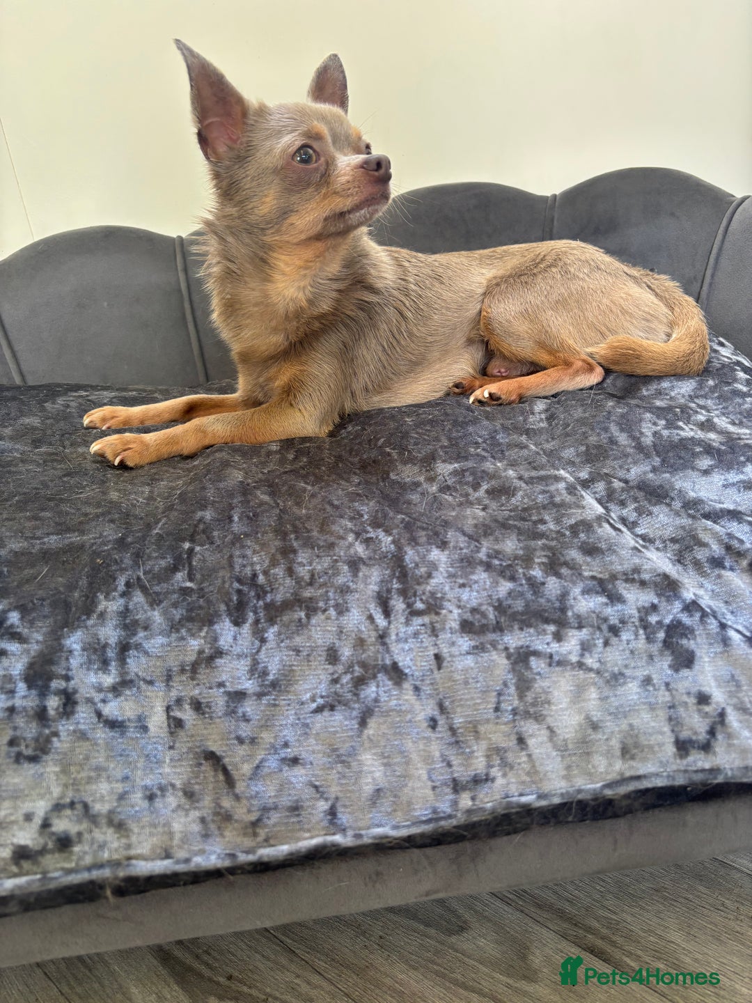 Chihuahua dogs for stud: KC Reg lilac Stunning Stud Boy in Bury Saint Edmunds - Image 17