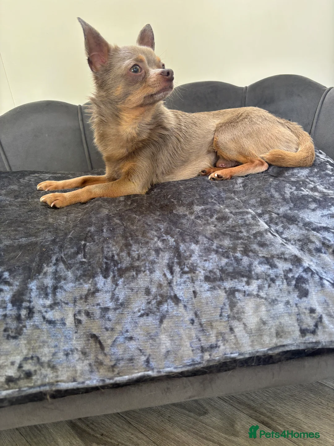 Chihuahua dogs for stud: KC Reg lilac Stunning Stud Boy in Bury Saint Edmunds - Advert 17