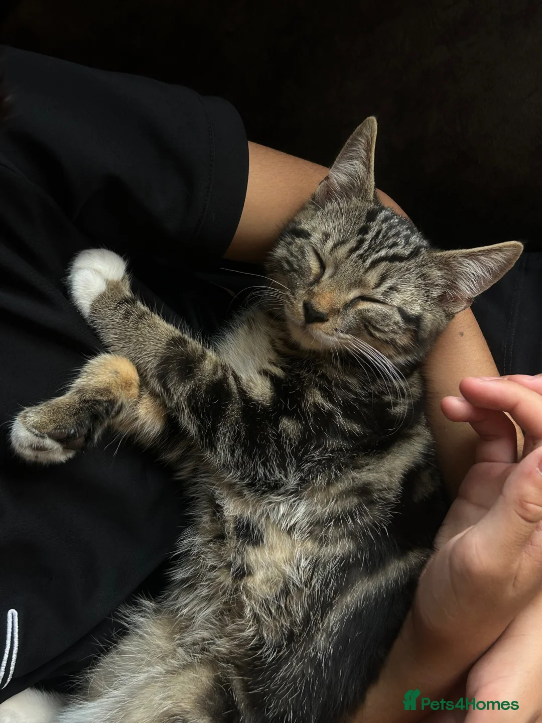 Domestic Shorthair cats for sale: 3 kittens  in Slough - Advert 1