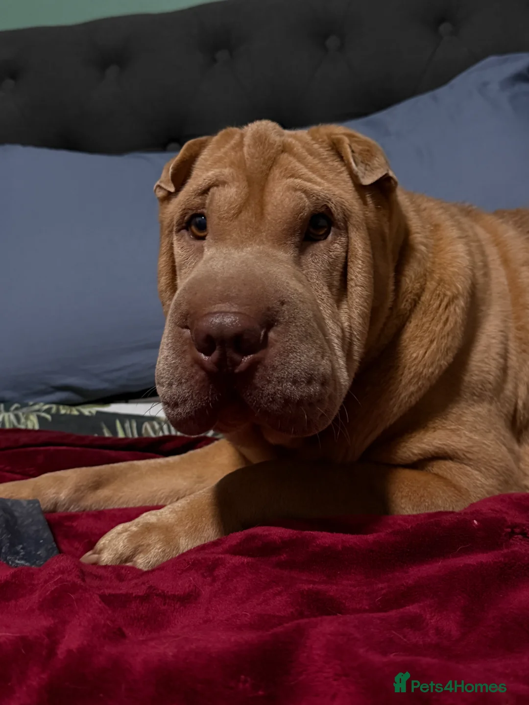 Shar Pei dogs for stud: Sharp pei Male for stud  in Ipswich - Advert 5