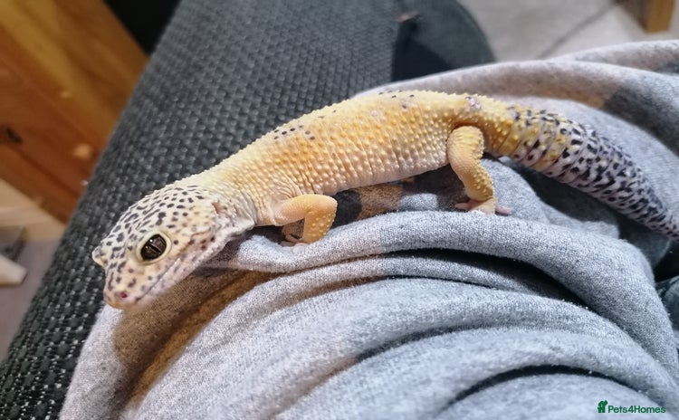 Leopard Gecko reptiles - Advert 10