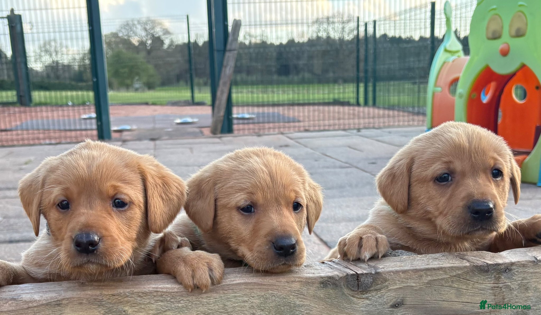 Labrador Retriever dogs Gorgeous KC  Fox Red pups for sale - Advert 17