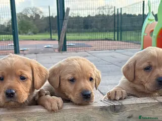 Labrador Retriever dogs Gorgeous KC Fox Red pups for sale - Advert 17