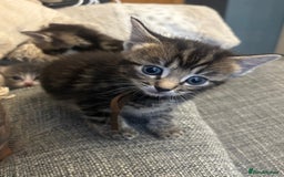 Ragcoon cats for sale: Beautiful Ragcoon Kittens - Image 14