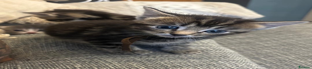 Ragcoon Kitten 5