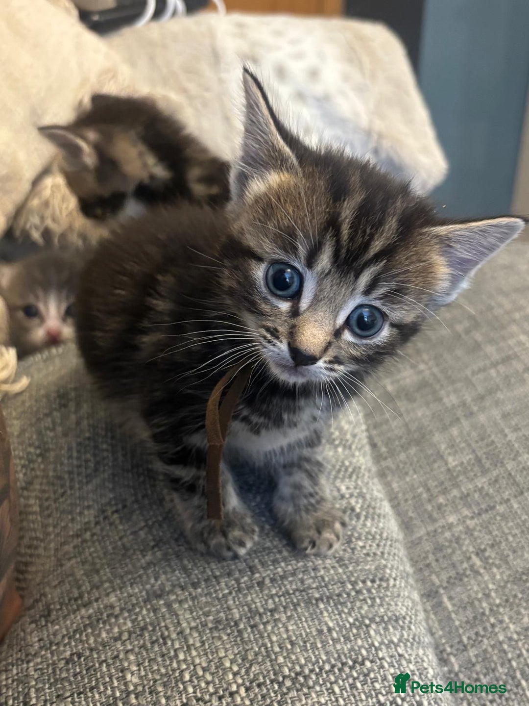 Ragcoon cats for sale: Beautiful Ragcoon Kittens - Image 14