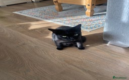 Mixed Breed cats for sale: Kittens  - Image 6