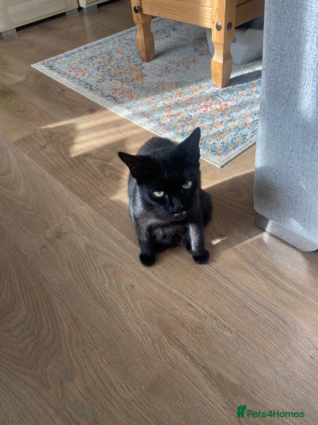 Mixed Breed cats for sale: Kittens  - Image 6