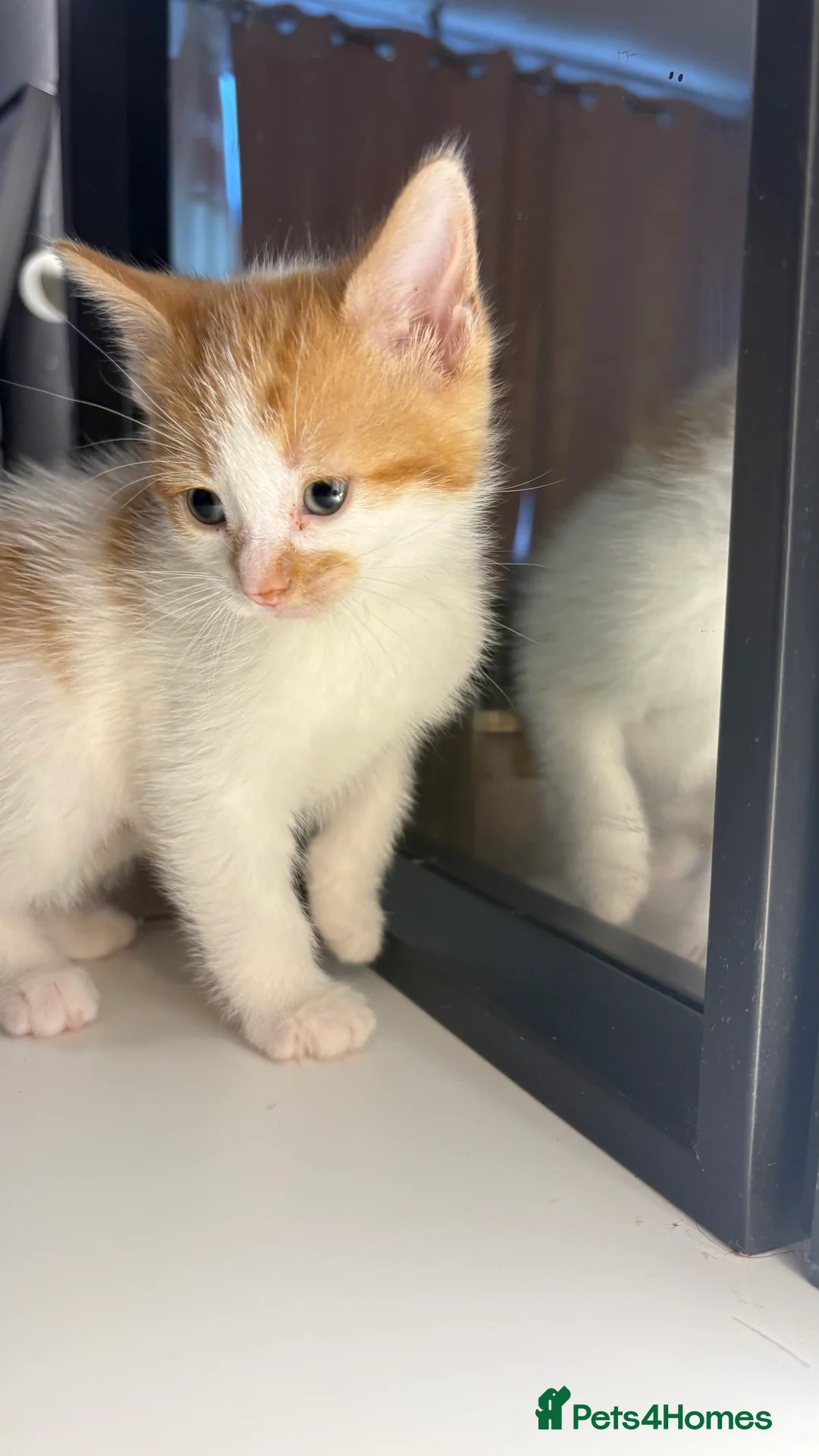 British Shorthair cats for sale: 6 beautiful kittens for sale  - Advert 7