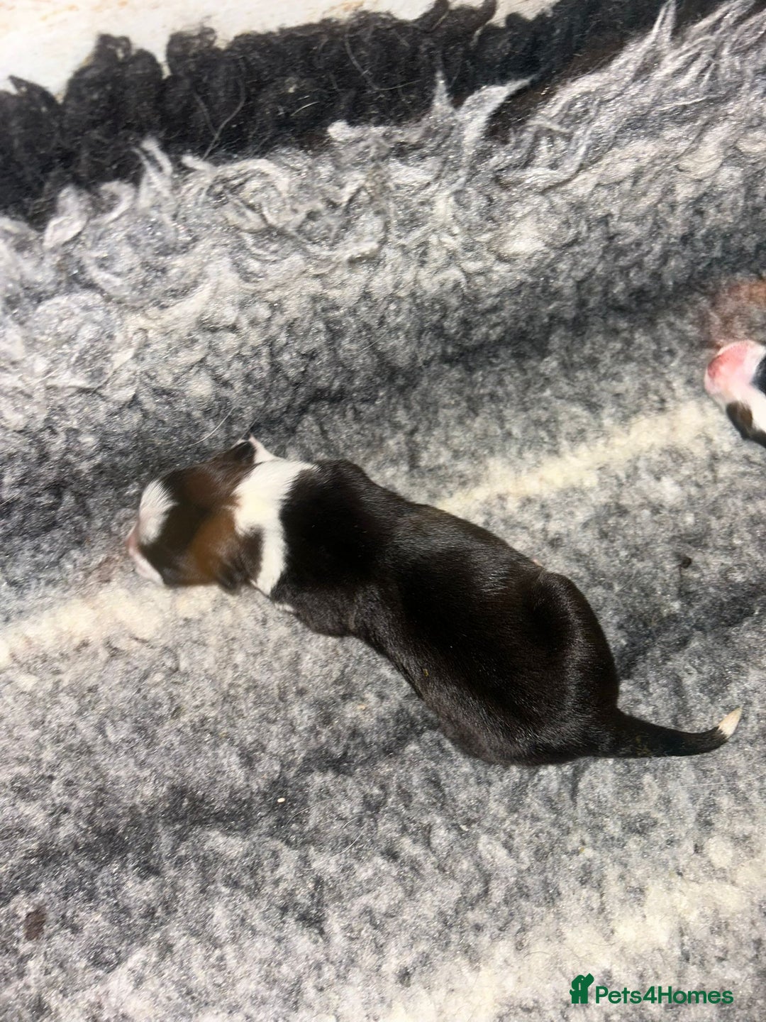 Border Collie dogs for sale: Collie Pups For Sale - Advert 6