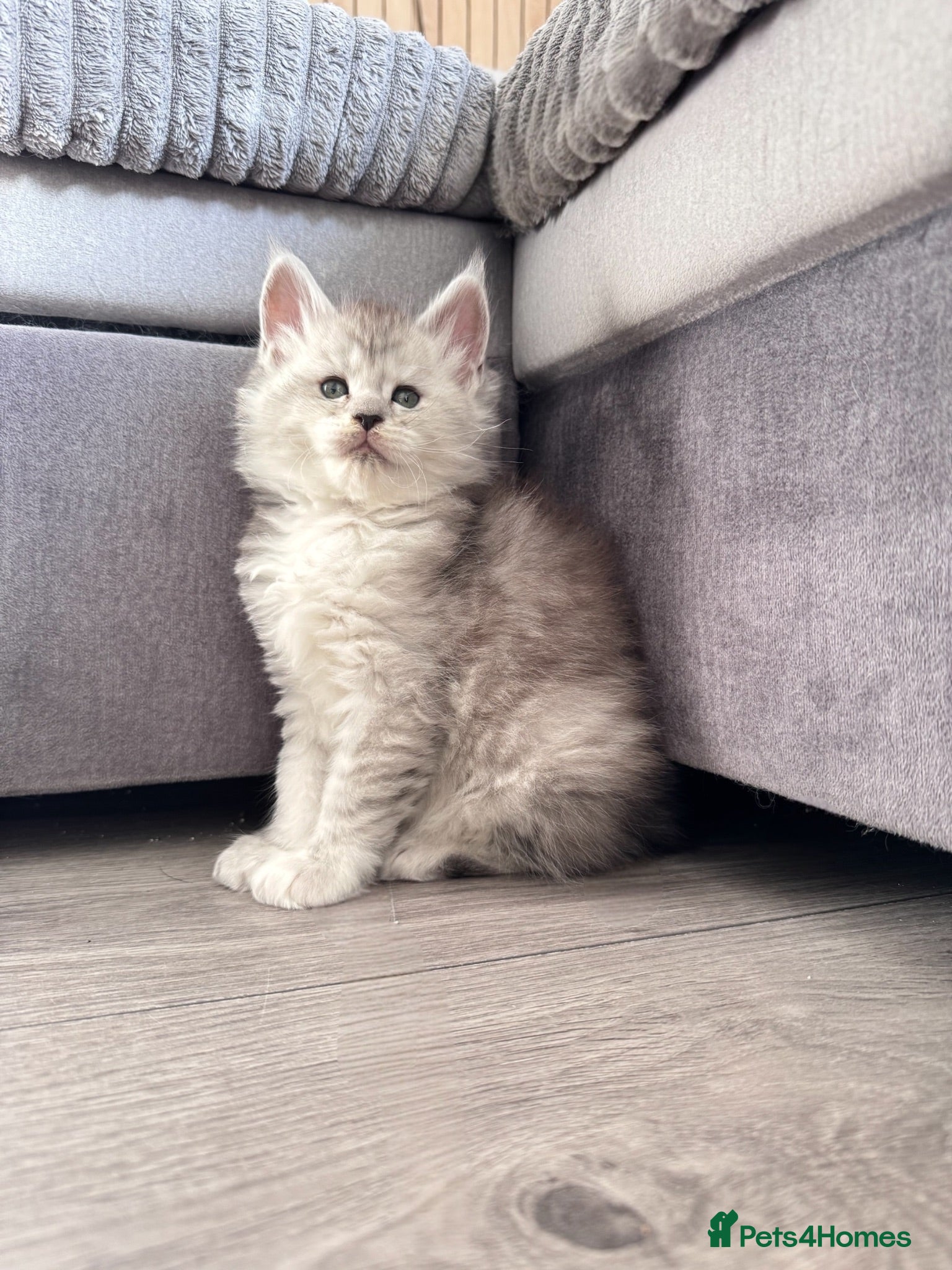 Maine Coon cats     🌟🌟Amazing Kittens Maine Coon 🌟🌟 - Advert 13
