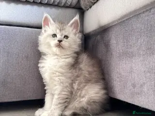 Maine Coon cats 🌟🌟Amazing Kittens Maine Coon 🌟🌟 - Advert 13