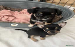 Chihuahua dogs for sale: Female Chihuahua - Image 2
