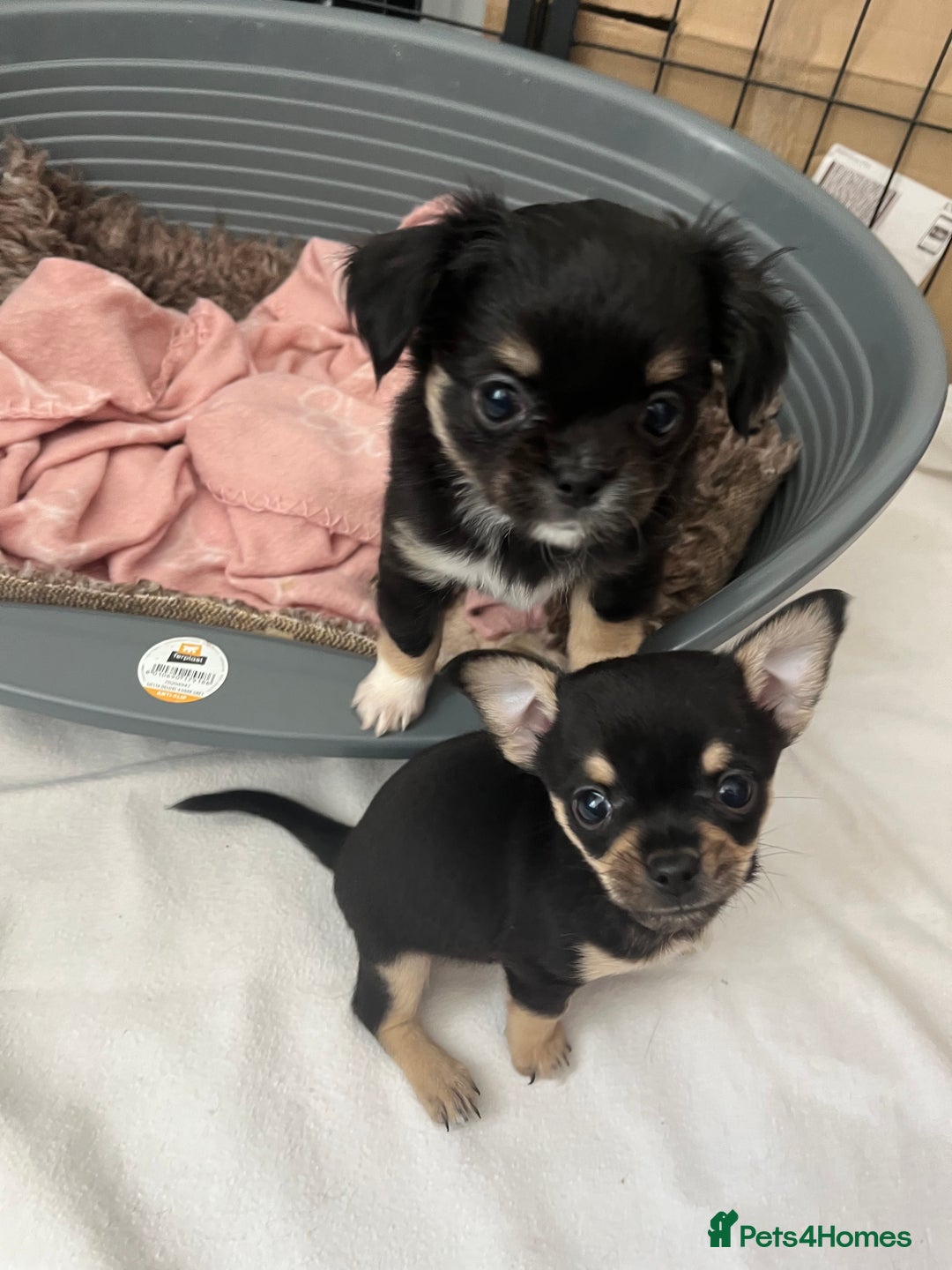 Chihuahua dogs for sale: Female Chihuahua - Image 2