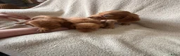 Cocker Spaniel dogs for sale: Kc registered workingline cocker spaniels  - Advert 12