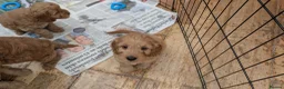 Cockapoo dogs for sale: DNA Clear F1 Red Toy Cockapoo Puppies  - Advert 14