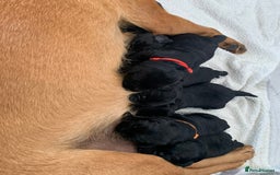 Labrador Retriever dogs for sale: 5* breeder🐾beautiful glossy black puppies ❤️  - Image 11