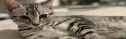 Egyptian Mau cats for sale: Stunning affectionate Egyptian Mau in Plymouth - Advert 7